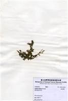 藏品(絨毛蕨藻)的圖片